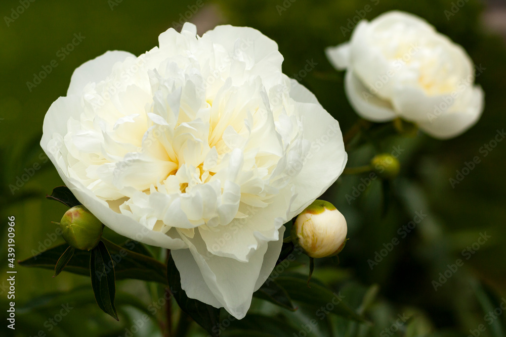 Close-up of the peonies in the garden