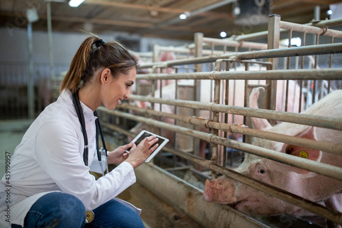 Veterinarian indoorrs on pig farm crouching using tablet during examination.