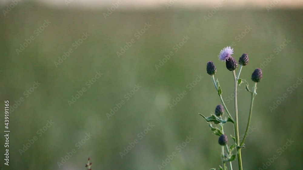 Purple flower, lyric background, loopable Purple flower, lyric background, loopable
