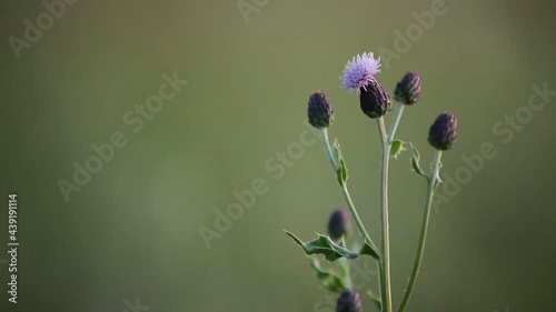 Wild Thistle Background