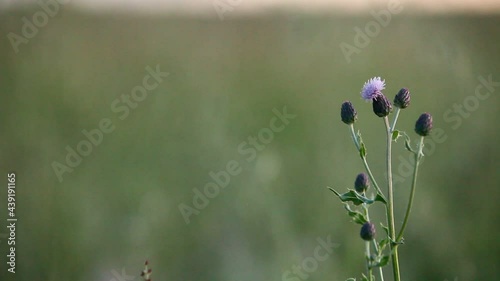 Purple flower, lyric background, loopable