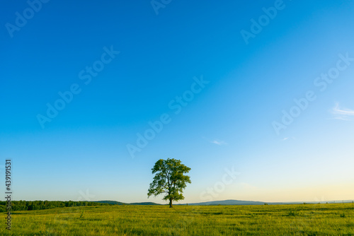 Lonely tree in a yellow-green field.