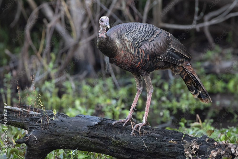 Obraz premium wild turkey 