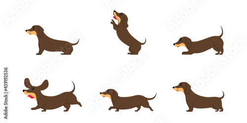 Dachshund dog various poses flat line graphic isolated