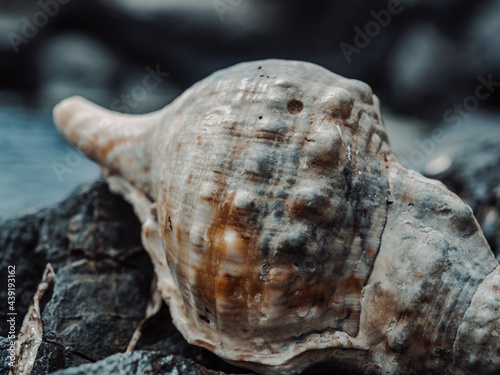 Colossal seashell resting on a beautiful beach (Cabo de Palos - La Manga) in Murcia. Sea, waves, seashell. Image of sea rocks with a summery essence.