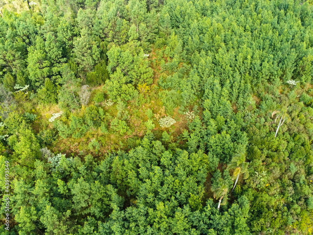 Forest aerial view Forest aerial view