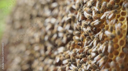 4k video of a Bees worked on honeycomb