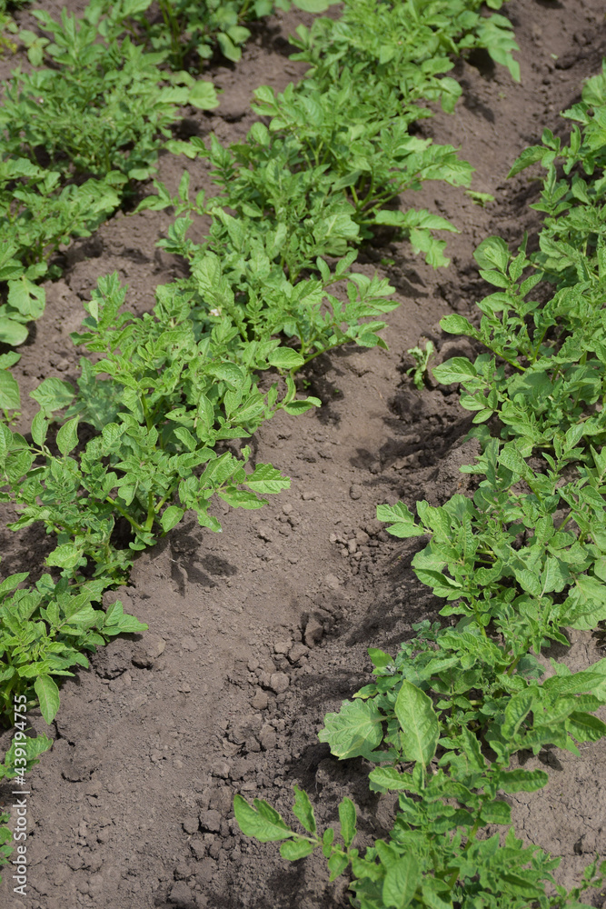 Smooth rows of young potato bushes stretching into the distance. The land between them is freshly cultivated Smooth rows of young potato bushes stretching into the distance. The land between them is freshly cultivated