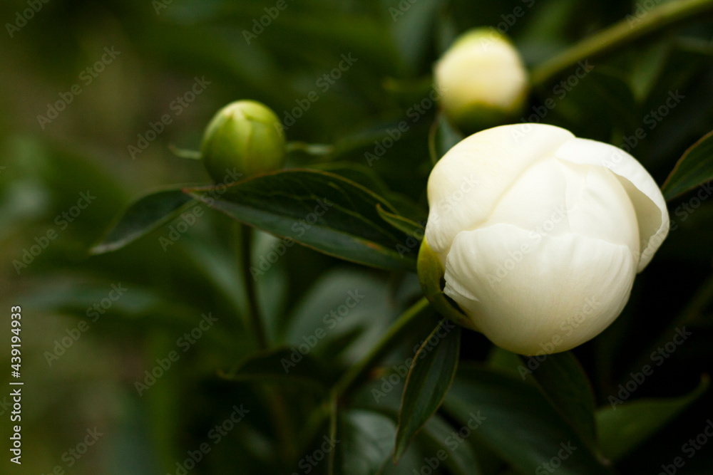 Close-up of the peonies in the garden