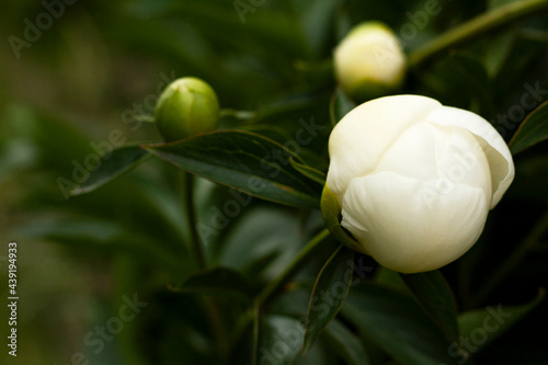 Obraz na płótnie Close-up of the peonies in the garden w salonie