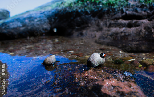 Ladybug on a shell