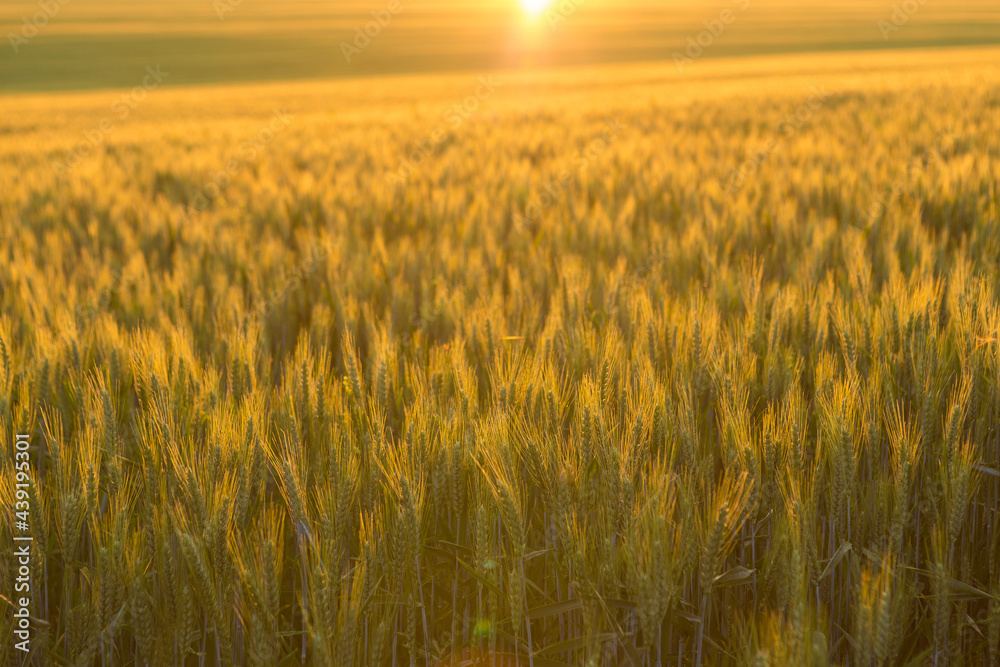 Background of ripening ears of wheat field and sunlight. Crops field. Selective focus