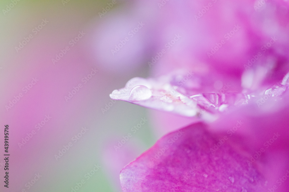梅雨の時期に鮮やかな色の花を咲かせて楽しませてくれる紫陽花。雨上りの水滴が残る花びらをマクロレンズでクローズアップ。ピンクの紫陽花の花言葉は「元気な女性」「強い愛情」