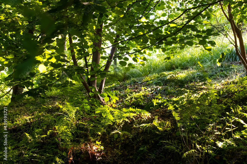 A green forest with beams of sun light coming from the top of the trees A green forest with beams of sun light coming from the top of the trees