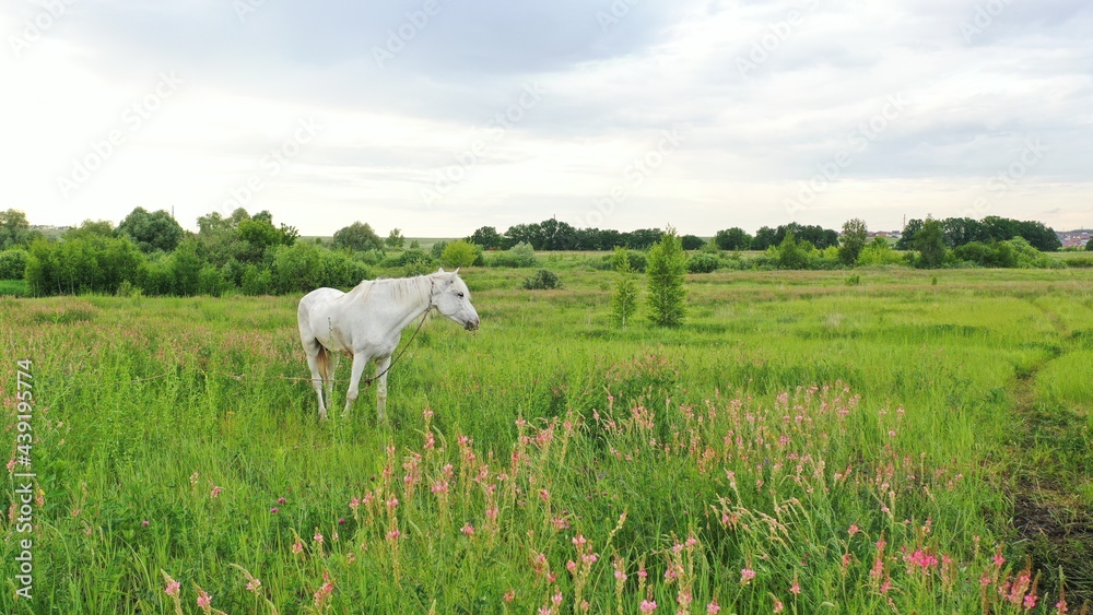 Fototapeta premium Beautiful face portrait of a white spanish horse stallion with long mane at sunset. Horse, horses neck, the horse in the summer. The horse is walking in a summer meadow.