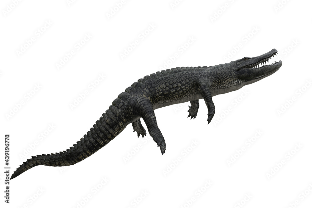 3D illustration of an Alligator swimming upwards with mouth open isolated on white. 3D illustration of an Alligator swimming upwards with mouth open isolated on white.