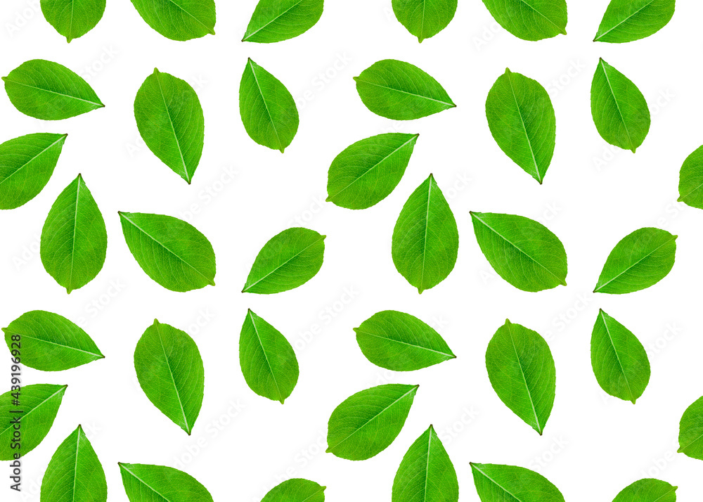 pattern of green leaves on white background