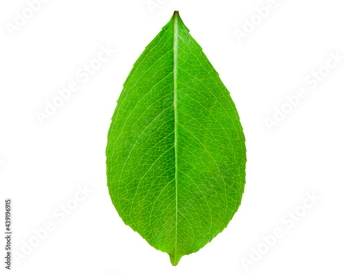 tree leaf on white background