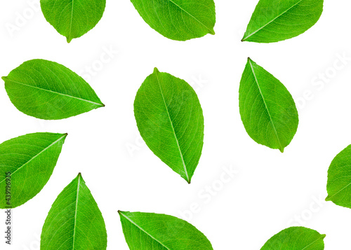 pattern with green leaves of a tree