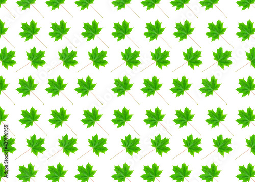 pattern with maple green leaves