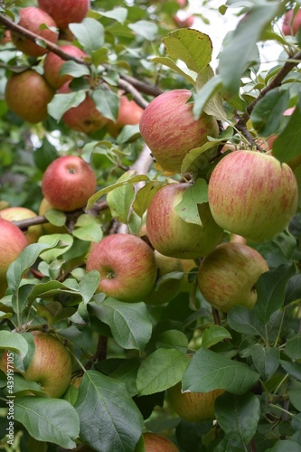 Red and green apples on tree