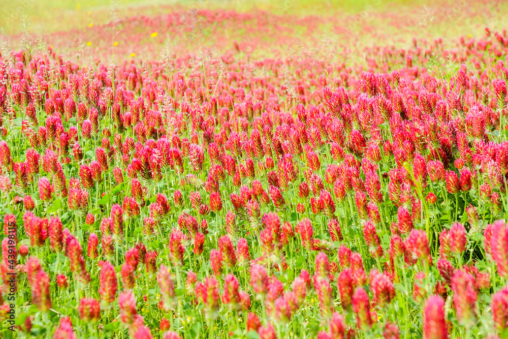 Flowered field with beautiful red flowers, a beautiful wallpaper Flowered field with beautiful red flowers, a beautiful wallpaper