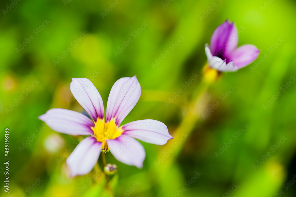 Macrophotography, a small field flower, about 5mm in size in the middle of the grass Macrophotography, a small field flower, about 5mm in size in the middle of the grass