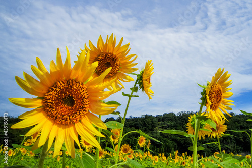 Field with beautiful flowering sunflowers