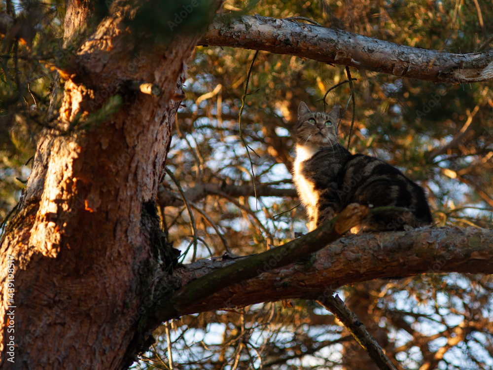 Fototapeta premium Kot na drzewie