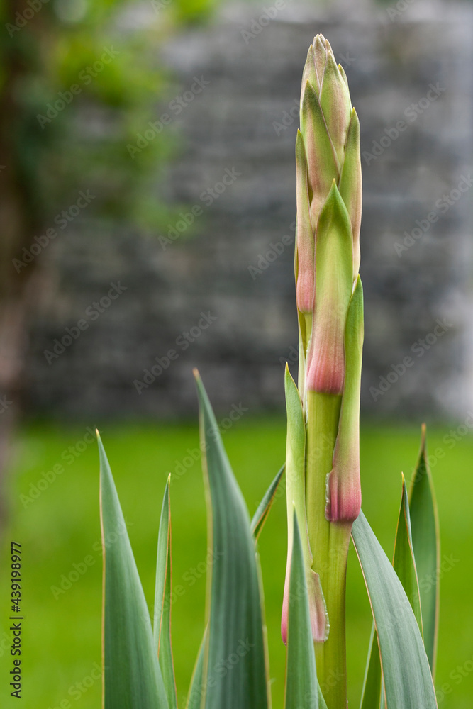 Yucca buds in the garden