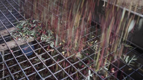 Process of olives discharge in hopper for next sorting and defoliating on artisanal olive oil farm photo