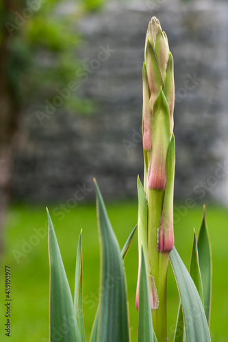 Obraz na płótnie Yucca buds in the garden w salonie