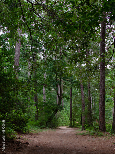 A walk in the quiet forest.