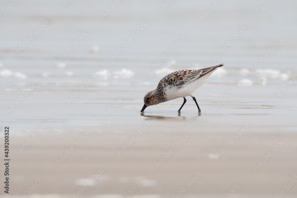 A small sanderling foraging at the water's edge. A small sanderling foraging at the water's edge.