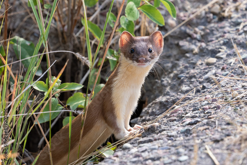 weasel peering out of a burrow photo