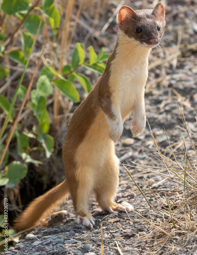 standing long tailed weasel