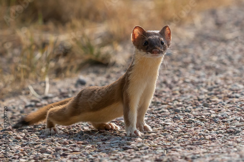 long tailed weasel posing photo