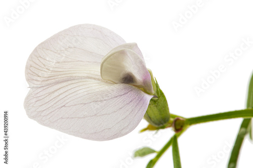 Light violet flowers of wild sweet pea, isolated on white background