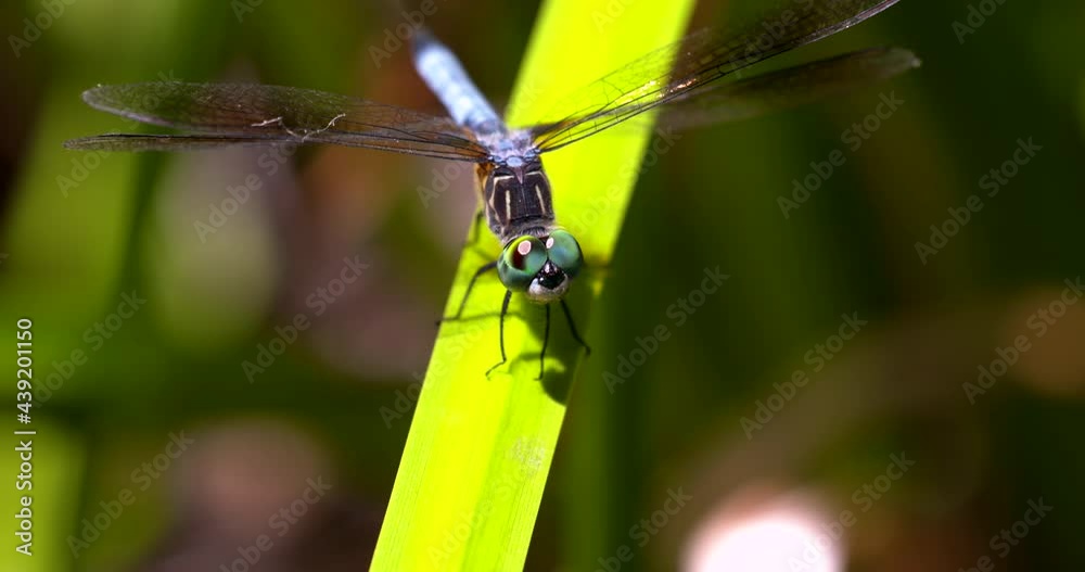 close up of a blue dragonfly with green eyes on a long leaf of grass looking ahead close up of a blue dragonfly with green eyes on a long leaf of grass looking ahead