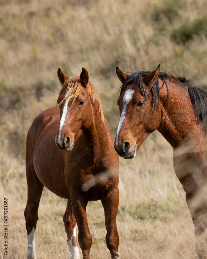 Fototapeta premium Kaimanawa Wild Horses standing in the grass head study