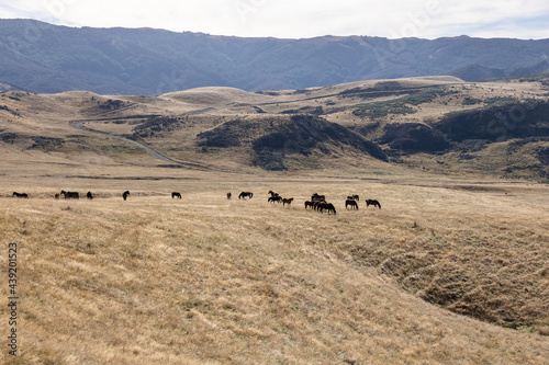 Kaimanawa Wild Horses standing in the tussock in the Kaimanawa Ranges 
