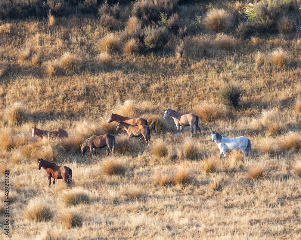 Kaimanawa Wild Horses standing in a valley Kaimanawa Wild Horses standing in a valley