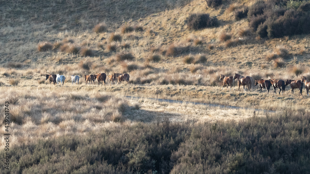 Kaimanawa Wild Horses running along the road