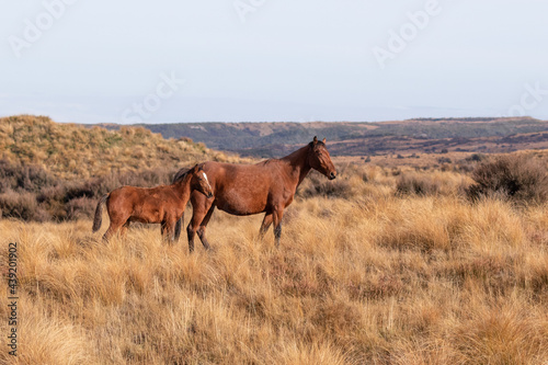 Kaimanawa Wild Horses mare and foal