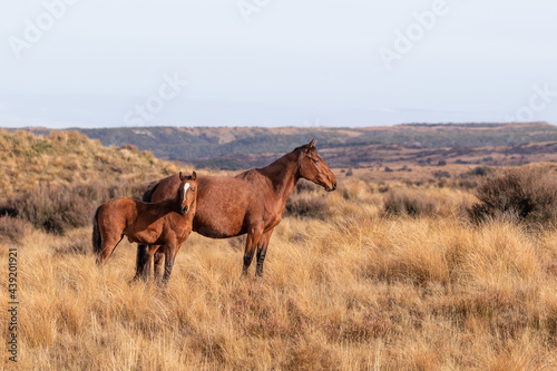 Kaimanawa Wild Horses mare and foal