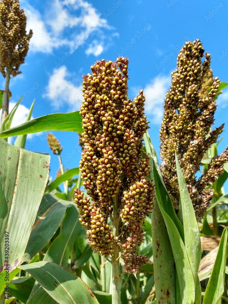 Obraz premium corn in the field