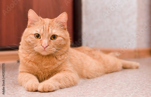 domestic ginger cat lying on the floor looking at the camera