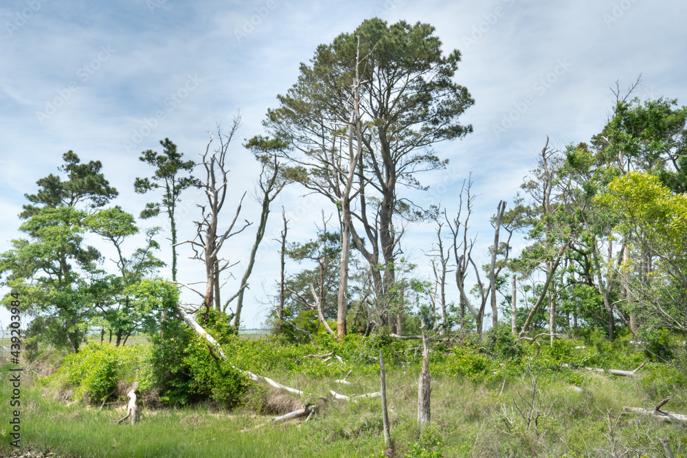 Fototapeta premium Evergreen and deciduous trees in all stages of life and decay line the marshy grass land along the Atlantic coastal sea shore providing ideal nesting ground for many species of migratory sea birds