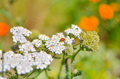 Fototapeta Naklejka Na Ścianę i Meble -  Ladybug on the white flower