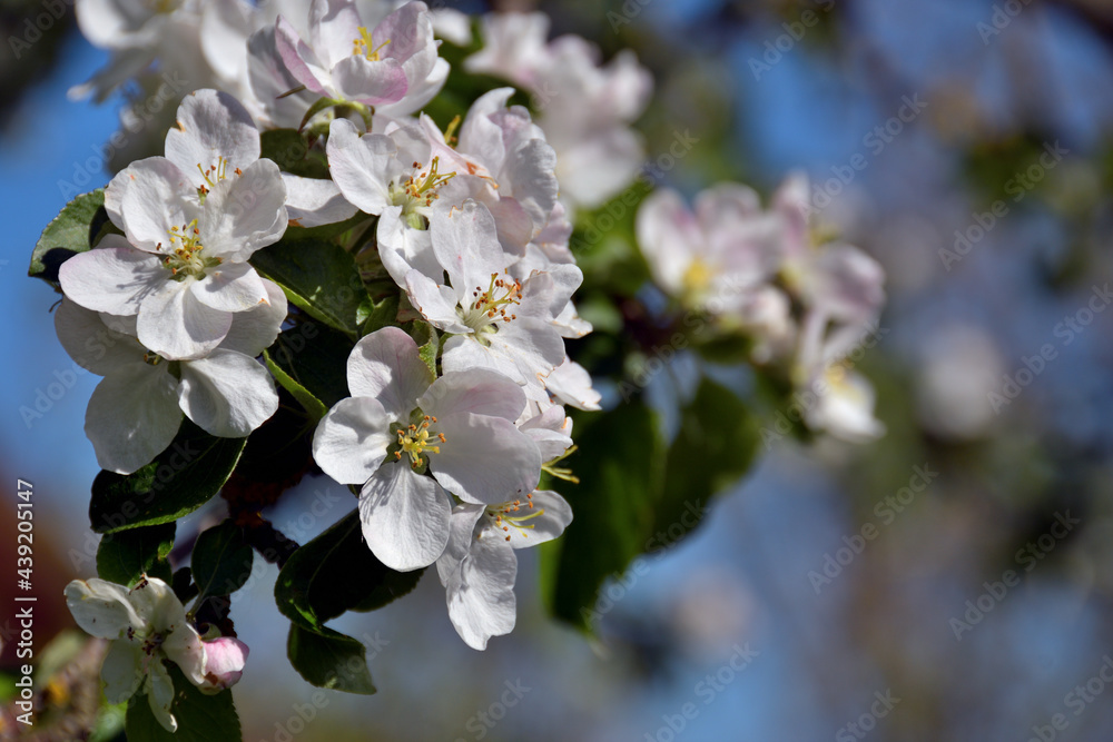 A close-up of white, with a slight pink tint, apple flowers in direct sunlight against a blurred background of the upper branches of the tree and the evening blue sky.